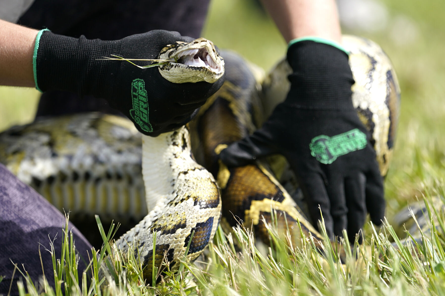 Вызов Python во Флориде